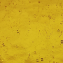 170 Yellow 1 Mirror